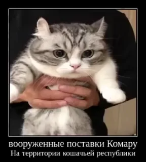 🌟 emoji Комару Telegram sticker 17 of 51