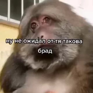 ❤ emoji Хуета :: @QStickBot Telegram sticker 1 of 28