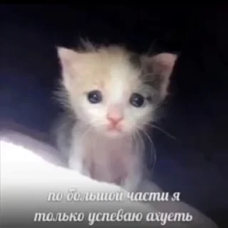 😭 emoji Хуета :: @QStickBot Telegram sticker 11 of 28