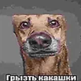 Sticker from Стикер пак только для крутих 1#