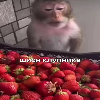 🍓 emoji Хуета :: @QStickBot Telegram sticker 21 of 28