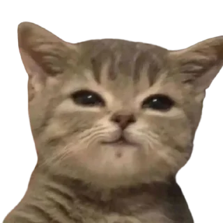 ☺ emoji @just_a_humble_cat Lots Of Cats Telegram sticker 2 of 120