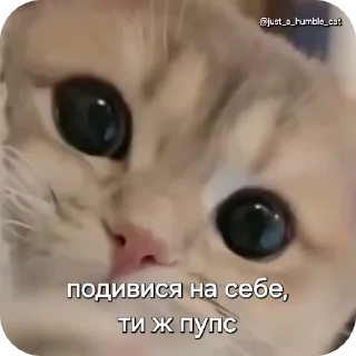 😍 emoji @just_a_humble_cat Car Gifs 1 Telegram sticker 6 of 120