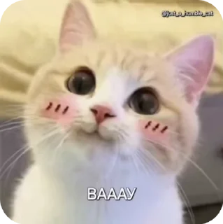 Sticker from @just_a_humble_cat Car Gifs 1