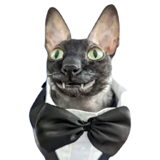 😃 emoji @just_a_humble_cat Lots Of Cats Telegram sticker 11 of 120