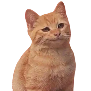 😏 emoji @just_a_humble_cat Lots Of Cats Telegram sticker 13 of 120