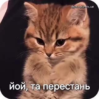 🤭 emoji @just_a_humble_cat Car Gifs 1 Telegram sticker 9 of 120