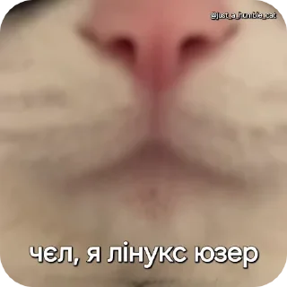 😎 emoji @just_a_humble_cat Car Gifs 1 Telegram sticker 20 of 120