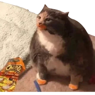 😋 emoji @just_a_humble_cat Lots Of Cats Telegram sticker 23 of 120