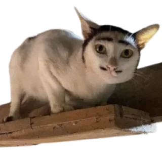 🥸 emoji @just_a_humble_cat Lots Of Cats Telegram sticker 5 of 120