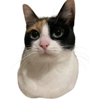 Sticker from @just_a_humble_cat Many Cats