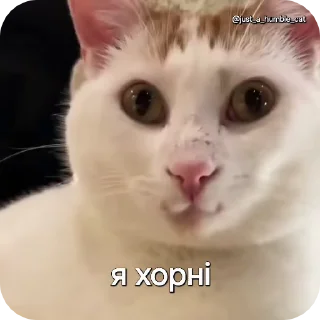 😏 emoji @just_a_humble_cat Car Gifs 1 Telegram sticker 24 of 120