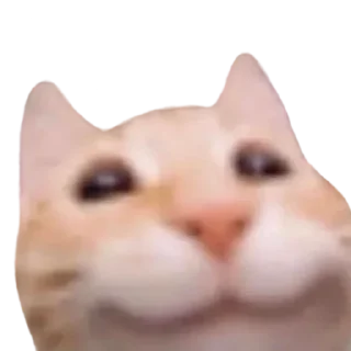 🙃 emoji @just_a_humble_cat Lots Of Cats Telegram sticker 4 of 120