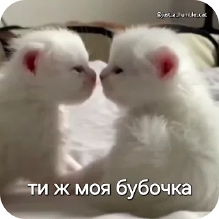 😘 emoji @just_a_humble_cat Car Gifs 1 Telegram sticker 8 of 120