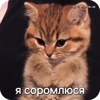 🤭 emoji @just_a_humble_cat Car Gifs 1 Telegram sticker 10 of 120