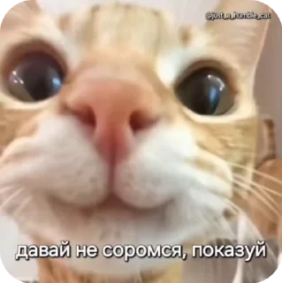 🙂 emoji @just_a_humble_cat Car Gifs 1 Telegram sticker 16 of 120
