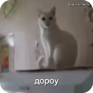 Sticker from @just_a_humble_cat Car Gifs 1