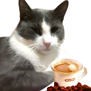 ☺️ emoji @just_a_humble_cat Lots Of Cats Telegram sticker 18 of 120