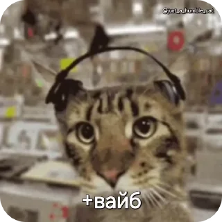 😎 emoji @just_a_humble_cat Car Gifs 1 Telegram sticker 19 of 120