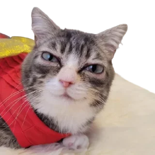 🙂 emoji @just_a_humble_cat Lots Of Cats Telegram sticker 8 of 120