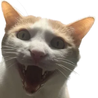 😃 emoji @just_a_humble_cat Lots Of Cats Telegram sticker 16 of 120