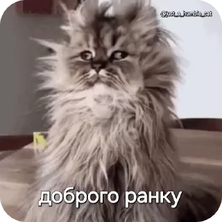🥲 emoji @just_a_humble_cat Car Gifs 1 Telegram sticker 5 of 120