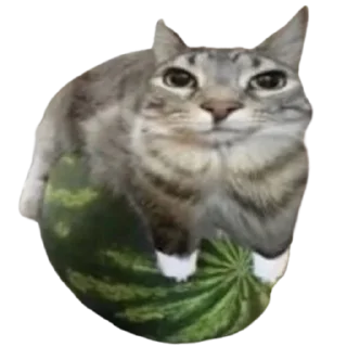 😌 emoji @just_a_humble_cat Lots Of Cats Telegram sticker 20 of 120
