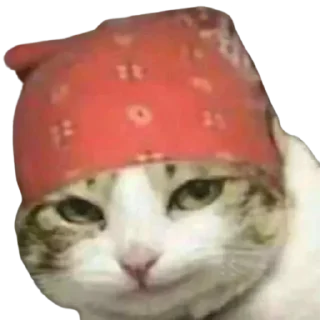 😏 emoji @just_a_humble_cat Lots Of Cats Telegram sticker 24 of 120