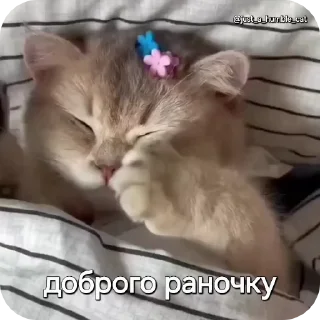Sticker from @just_a_humble_cat Car Gifs 1