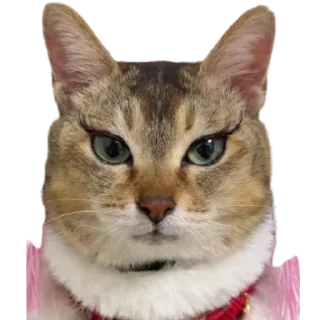 😍 emoji @just_a_humble_cat Lots Of Cats Telegram sticker 7 of 120