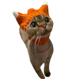 Sticker from @just_a_humble_cat Many Cats
