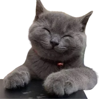 ☺ emoji @just_a_humble_cat Lots Of Cats Telegram sticker 6 of 120