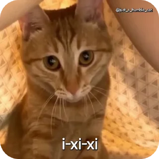 😁 emoji @just_a_humble_cat Car Gifs 1 Telegram sticker 17 of 120