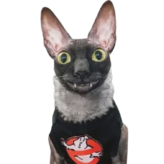 😃 emoji @just_a_humble_cat Lots Of Cats Telegram sticker 10 of 120