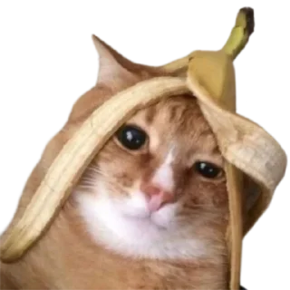 🥲 emoji @just_a_humble_cat Lots Of Cats Telegram sticker 22 of 120