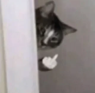 Sticker from cats
