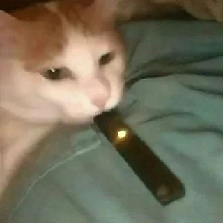 Sticker from cats