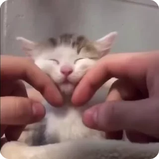 Sticker from котолог+