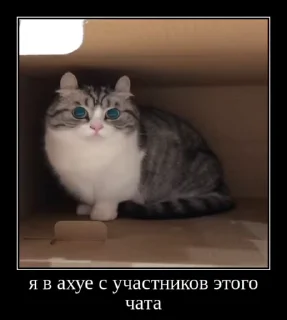 Sticker from Лудокотик