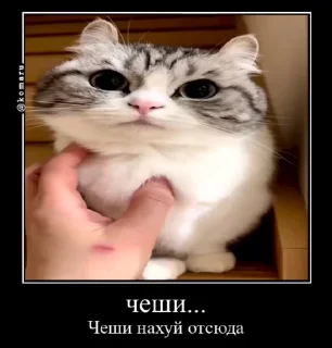 Sticker from Лудокотик