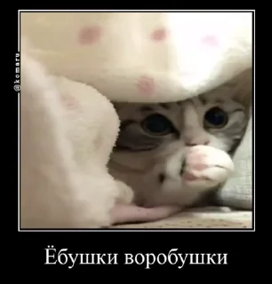 Sticker from Лудокотик