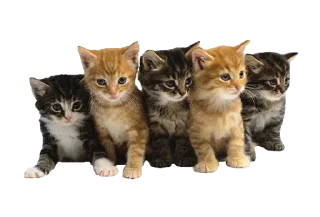 Cats 2 sticker 2