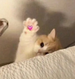 💗 emoji Котики для @Mr_myav Telegram sticker 9 of 40