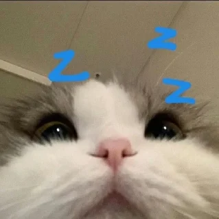 😴 emoji Котики для @Mr_myav Telegram sticker 12 of 40