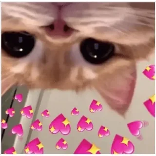 💗 emoji Котики для @Mr_myav Telegram sticker 20 of 40