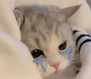 😭 emoji Котики для @Mr_myav Telegram sticker 13 of 40