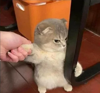 Котеки sticker 3