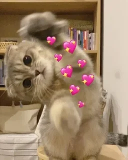 💝 emoji Котики для @Mr_myav Telegram sticker 18 of 40