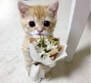 💐 emoji Котики для @Mr_myav Telegram sticker 7 of 40
