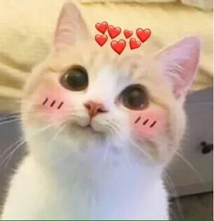 ❤️ emoji Котики для @Mr_myav Telegram sticker 23 of 40